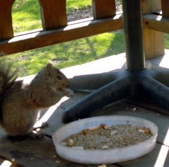 Bully, the squirrel, enjoys his nuts at our balcony (Winter 2007, Chicagoland)