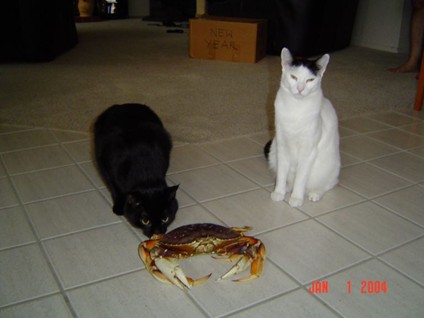 Midnight and Oreo check out a crab (not the Filipino kind!)