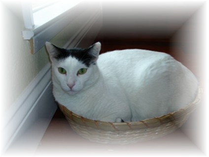Oreo in a Basket - Iâ€™m not a cookie!