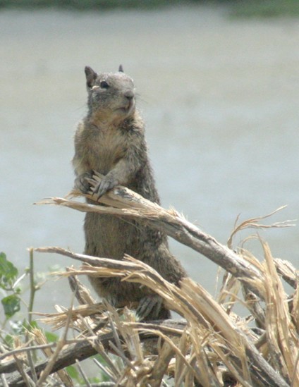 Another close-up photo of Lornaâ€™s squirrel. Copyright by Sanny Leviste, 2007. All rights reserved.