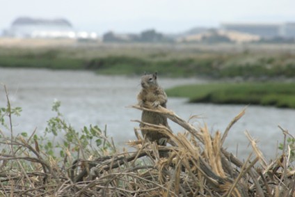 Squirrel basking in the sunshine. Copyright by Sanny Leviste Vusual Communication & Photography, 2007. All rights reserved.