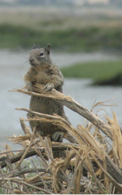 Lornaâ€™s squirrel, up close & personal. Copyright by Sanny Leviste, 2007. All rights reserved.